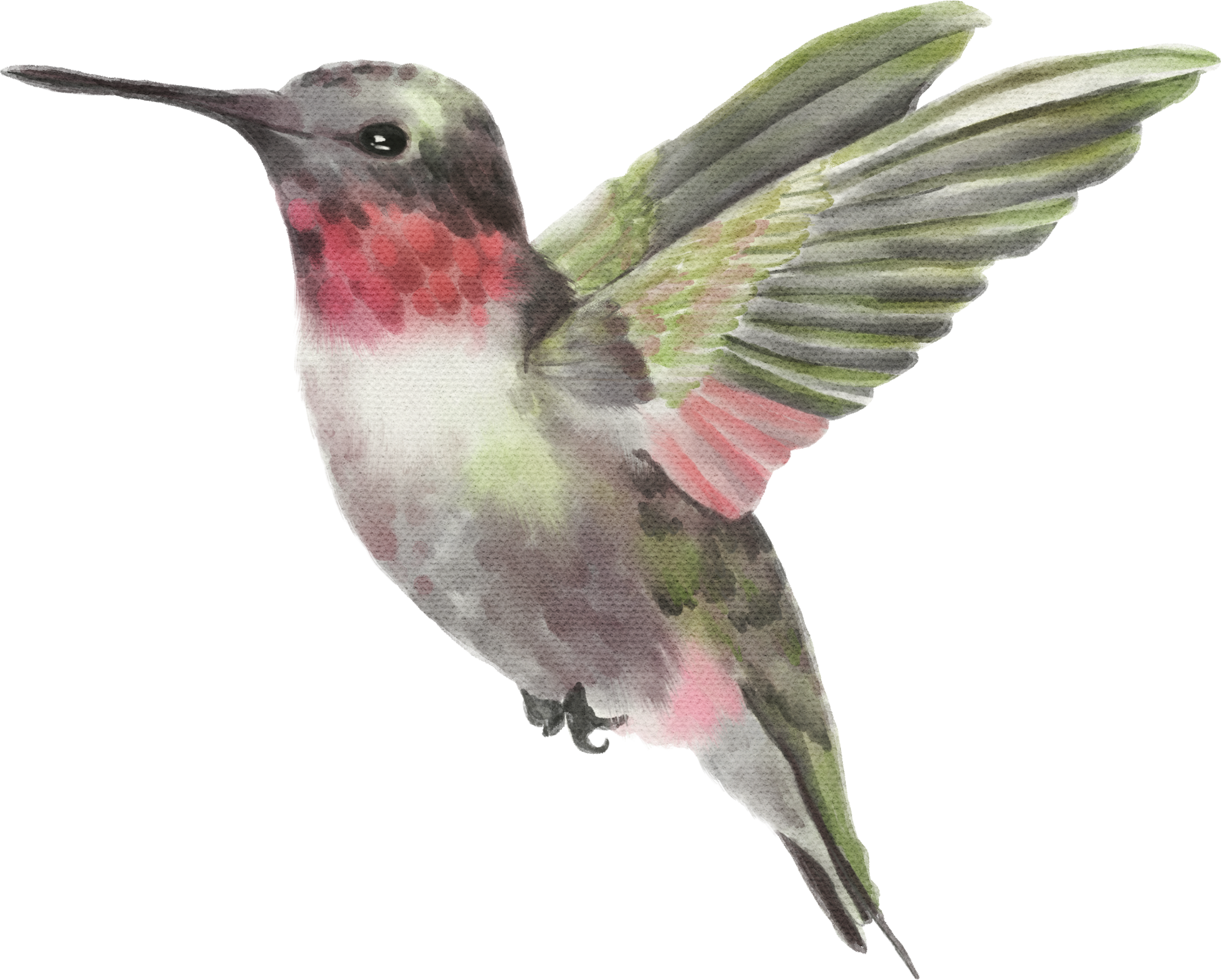 Hummingbird Watercolor